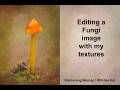 How I edit a fungi photo with my textures