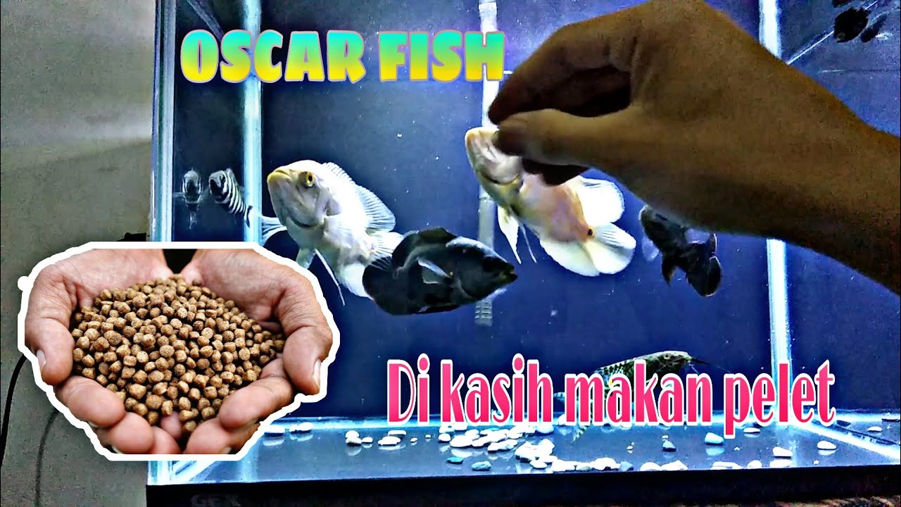 Cara memberi makan ikan Oscar pake pelet 