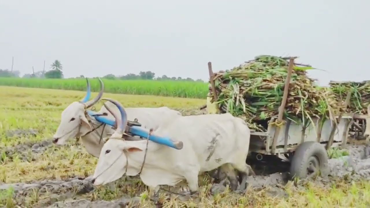 bullock cart stuck in heavy mud videos/ indian village