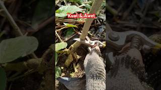 Download Lagu Gunting dahan Tjap Mata. #gardening #tools MP3