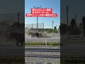 帯広のばんえい競馬迫力が凄かった！世界でここにしかない競馬みたい #競馬 #ばんえい競馬 #帯広 #十勝 #珍しい #horse #banei #horseracing