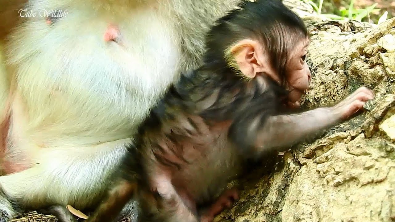 petco hours Ahha! The Cutest Newborn LIZZA LearnS to Climb up Tree/ ADORABLE LIZZA IS OVER ACTIVE & GORGEOUS.