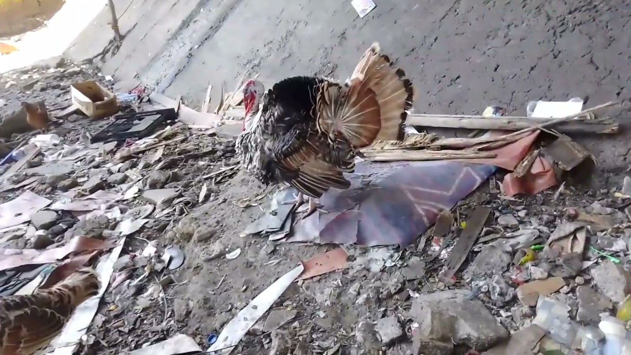 sa ilalim ng bridge maraming mga alagang hayop