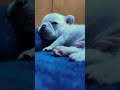 French Bulldog 18days old #frenchbulldog #frenchbulldogpuppy #puppies #dog #pets