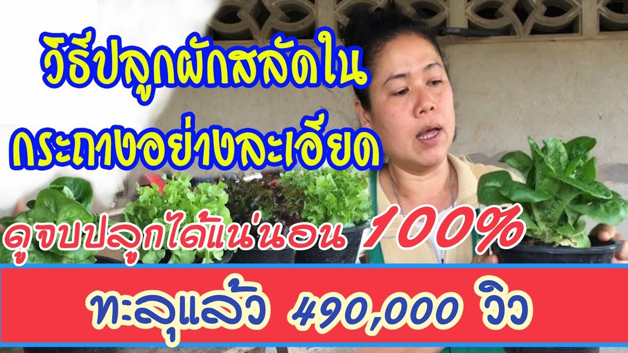 วิธีปลูก​ผักสลัดในกระถางแบบละเอียด ดูจบปลูกได้แน่นอน/เพิ่มLineใหม่ค่ะ Line: @wib1515​