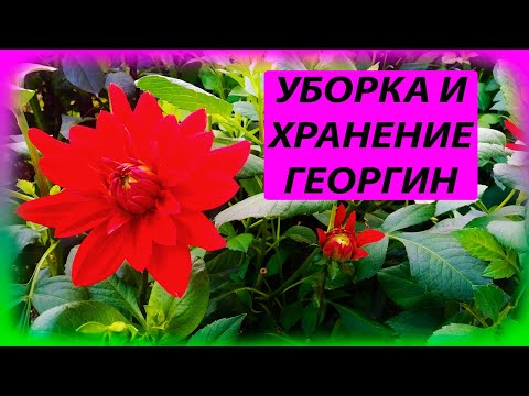 Георгины выращивание и уход осенью. Георгины от черенка до клубня пошаговая инструкция. Далия.