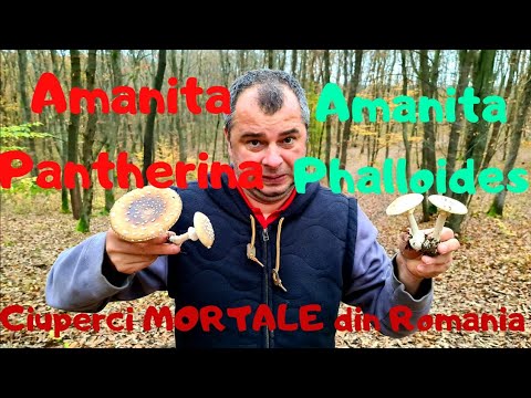 Video: Cum Se Identifică Agaricul Zburător Sicilian Sau Amanita Ceciliae