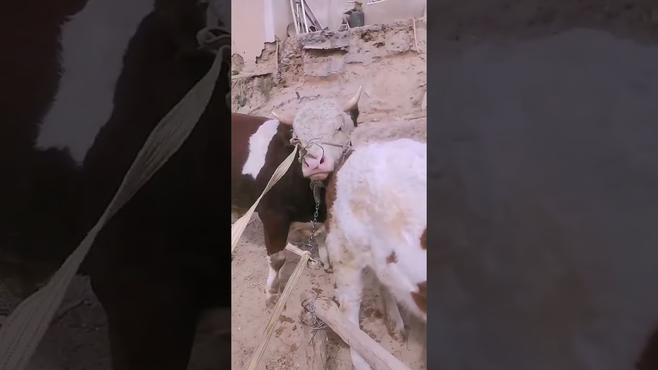 Daily life diary of a rural cattle farmer 