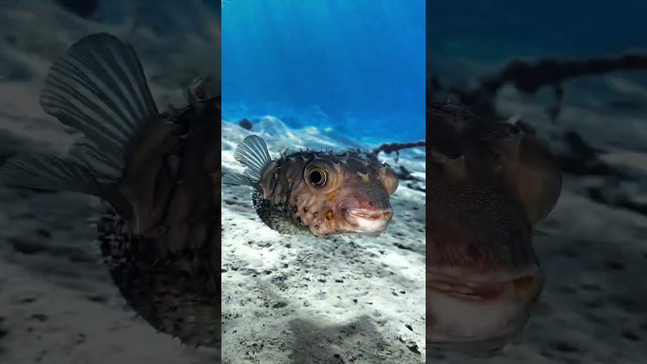 Burr fish is simply cute 