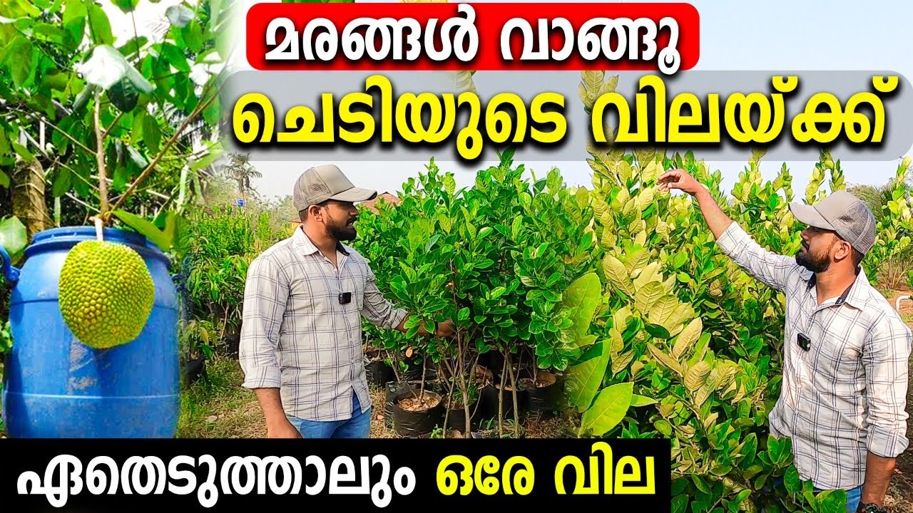 മരങ്ങൾ വാങ്ങൂ ചെടിയുടെ വിലയ്ക്ക് | കായ്ച്ച് നില്‍ക്കുന്ന തൈകള്‍ വില്‍ക്കുന്ന നഴ്സറി | EXOTIC PLANTS