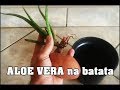 Aloe Vera na Batata Como Plantar - Babosa