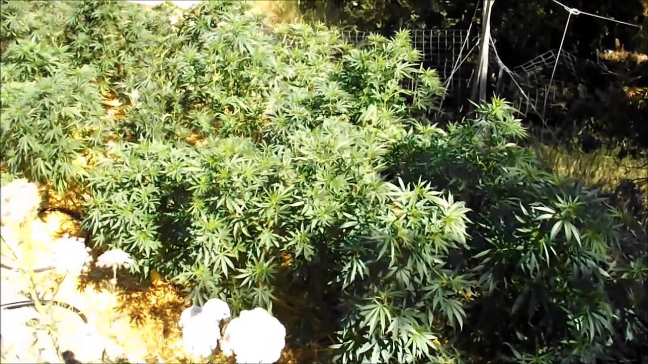 2014 ESC and Flower Initiator Project Installment 5