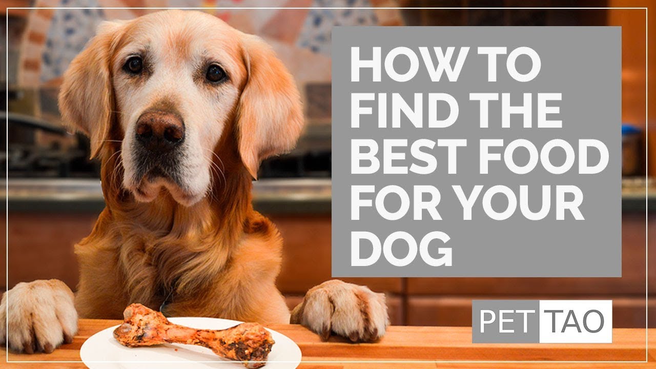 Find the Best Food for Your Dog PET TAO Solutions vs. Harmony Comparison YouTube