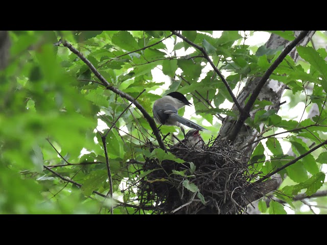 天然野生＊野鳥＊とっても可愛い枝付き【鳥の巣】巣＊小鳥の巣＊ネイティブオブジェ 4K] 野鳥：オナガの巣／公園の雑木林 - YouTube
