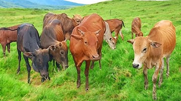 kawanan sapi lembu jinak dan lucu sangat gembira kebersamaan suara sapi moo sambil jalan arah pulang