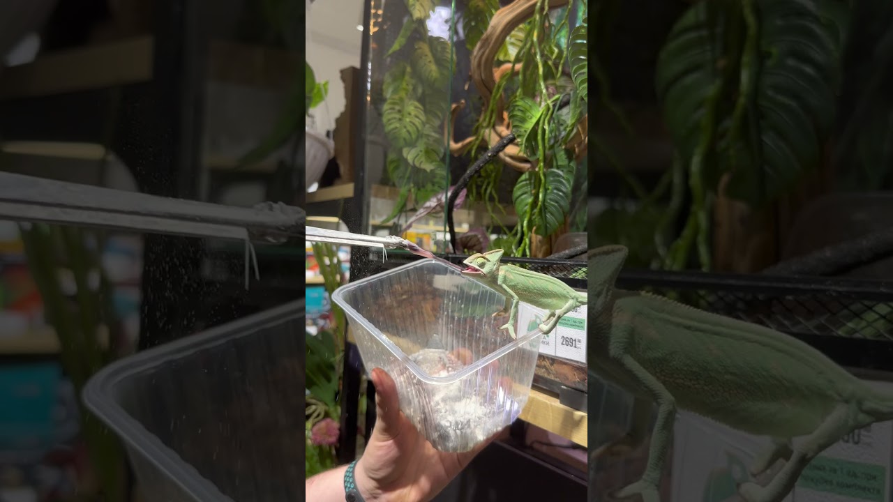 Язык хамелеонов так завораживает 😍🔥 #планетаэкзотики #хамелеон #йеменскийхамелеон