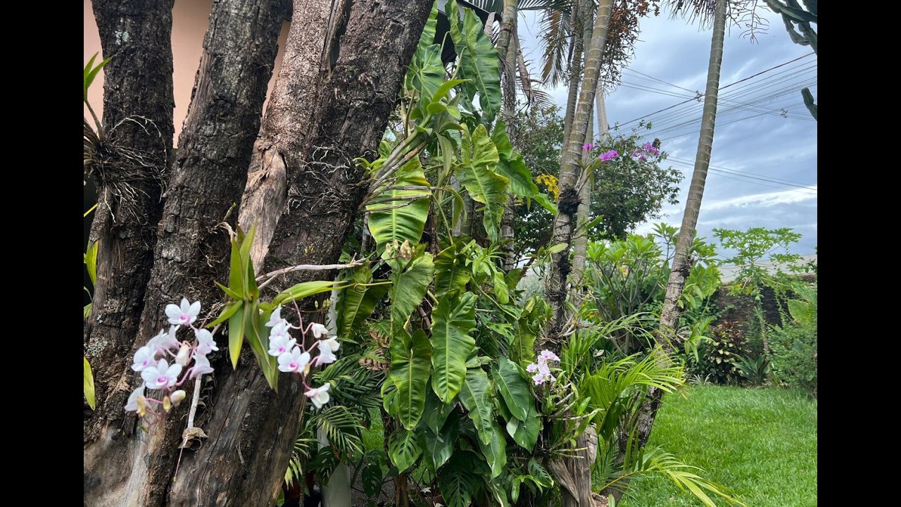 PLANTAS LINDAS E DIFERENTES QUASE NUNCA MOSTRADAS AQUI. MARANTAS, ESPADAS... Ateliê Florescer