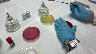 Pruebas de oxidasa y bacitracina  Lucía, Nisa, Luna y Gara  2º CFGS