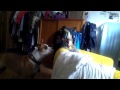 Bengal cat "Amina" playing with stafford "Allure"- cute,funny,meow
