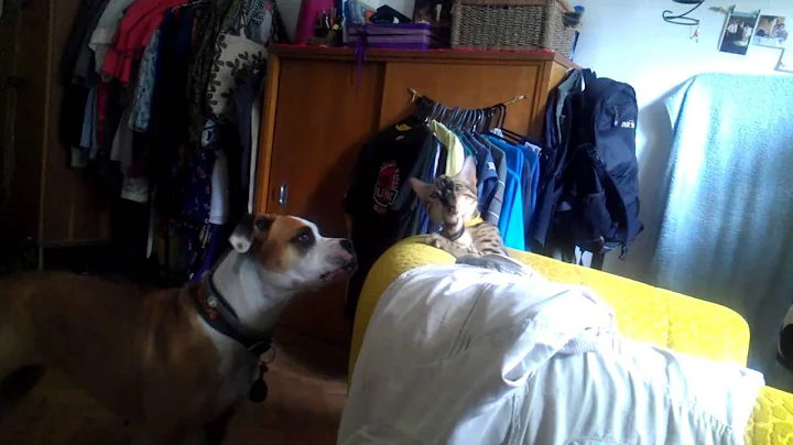 Watch the video about Bengal cat "Amina" playing with stafford "Allure"- cute,funny,meow