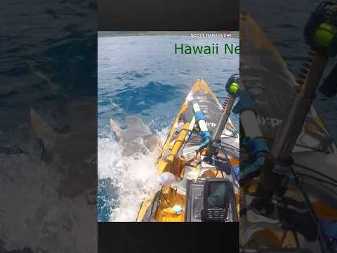 Shark attacks kayaker