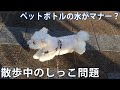犬のしっこ問題！ペットボトルの水を掛けるのがマナー？