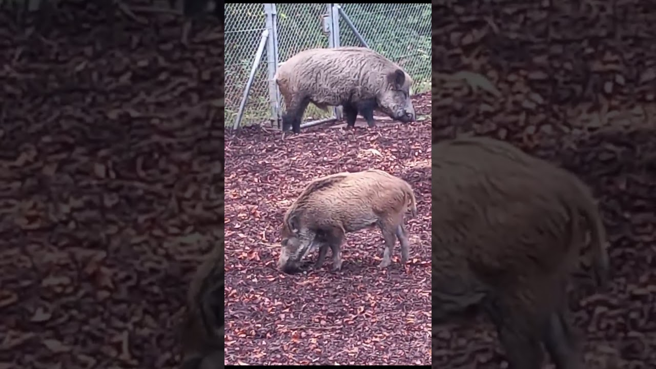 Wild Pigs Of Europe 