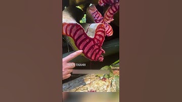 Cây huyết rồng là gì? #shorts