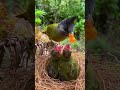 Aww! 😍 Mother Bird Feeding Her Babies 🐦💖 #Shorts