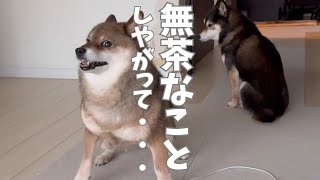 黒柴が無謀な行為！その時胡麻柴は・・・