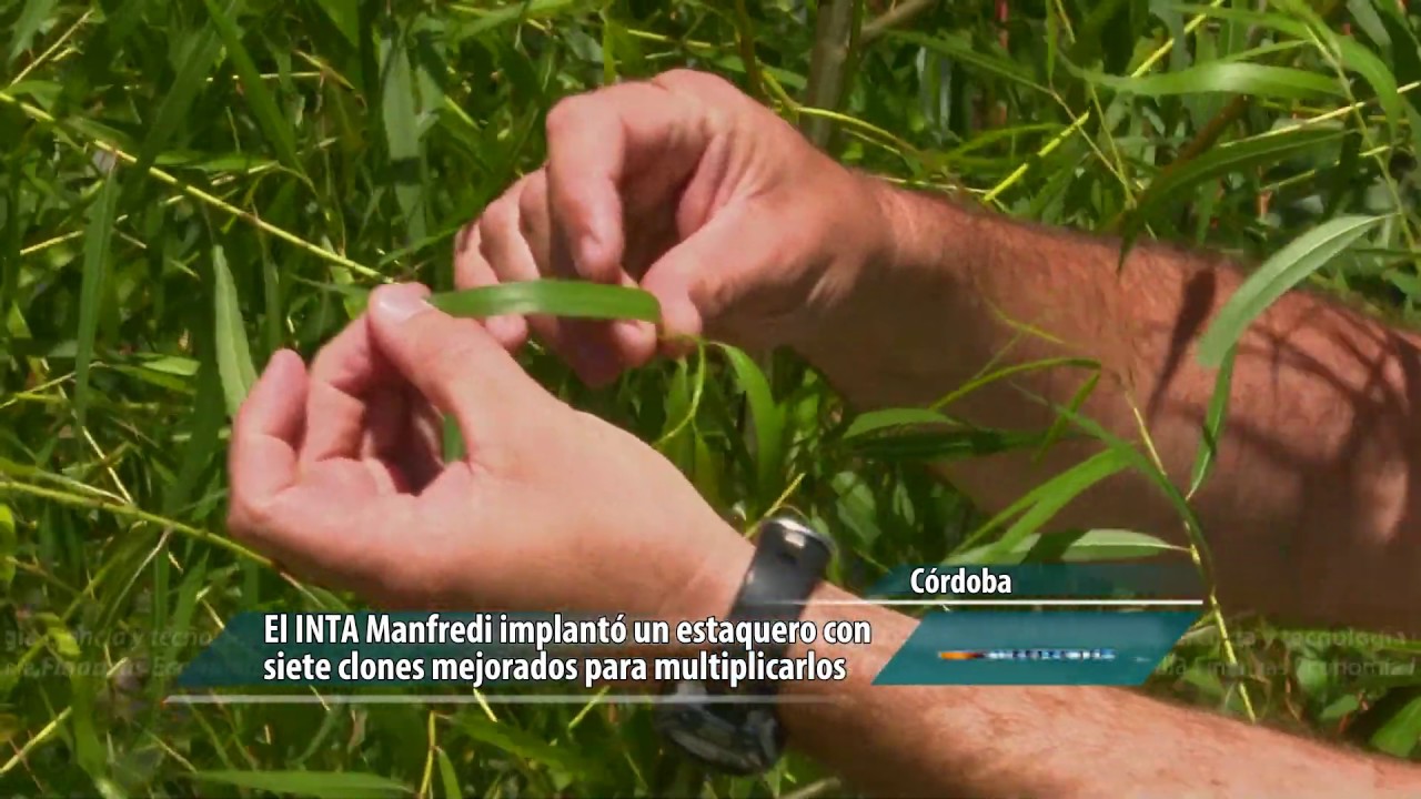 Un banco de suaces mejorados intangible