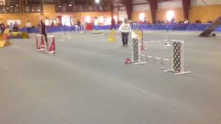 Pixie AKC Standard 3/25/18
