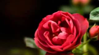 Video thumbnail of "The Rose - Emi Fujita"