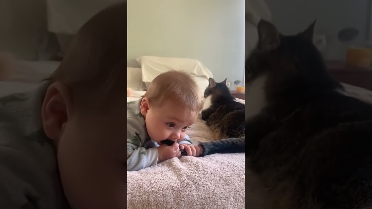 Cat steals a pen, owner can’t write 🐱✏️ 