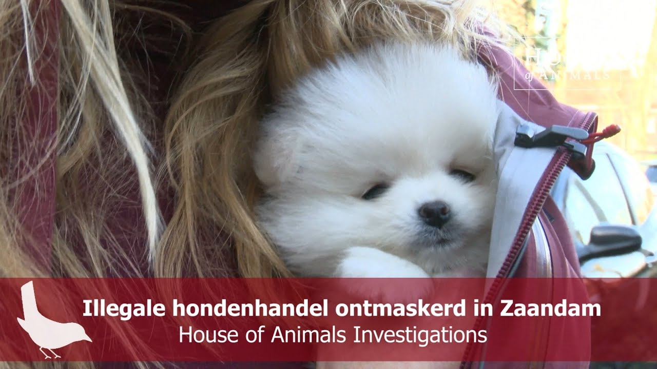 Illegale hondenhandel ontmaskerd in Zaandam - House of Animals