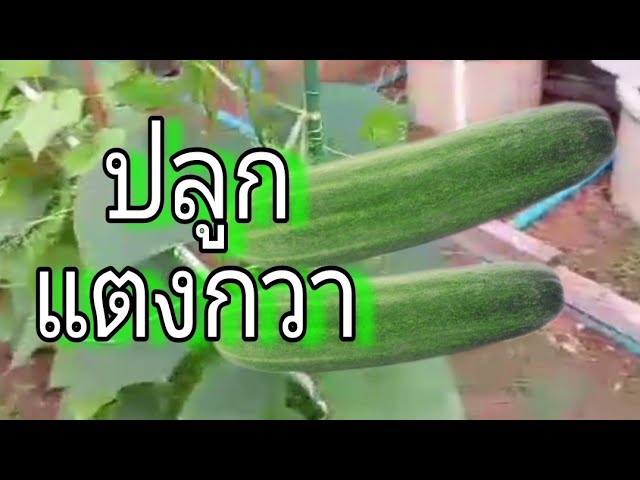 @สารอินทรีย์แมกซัมซุก