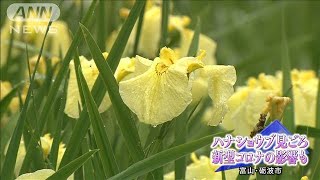 色とりどり　70万株のハナショウブ　富山・砺波市(20/06/14)