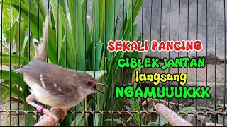 Paling Jitu dan cepat di respon bikin CIBLEK cepat GACOR, ciblek betina birahi memanggil jantan