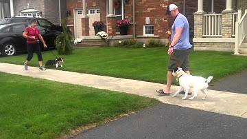 Dog Body Language Assessment: Reactive Dogs Video 1 of 2