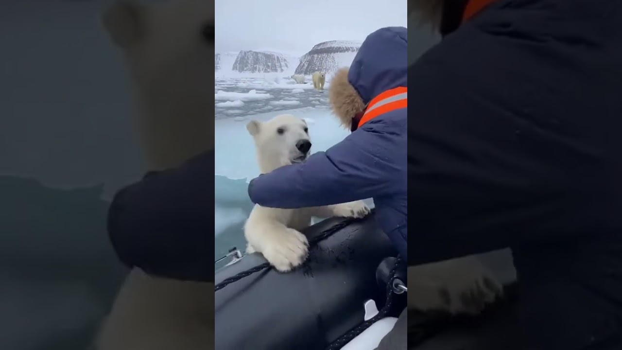 Polar Bear Cub Falls Through Ice!