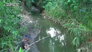 AGOS KOTAK MANCING EMOSI!!!