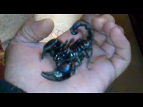 camera iphone 8 plus apk The charmer of scorpions