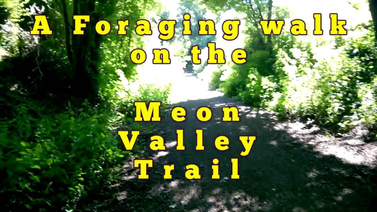 A Foraging Walk On The Meon Valley Trail
