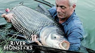Vegetarian Fish Tempted by FLESH | River Monsters