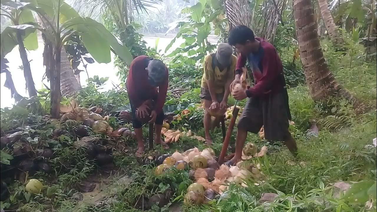 The best coconut peeler.!!Harvest coconuts in the forest and peel high