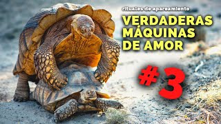 Naturaleza Caliente Así Hacen El Amor Estos Animales Elefantes, Tortugas, Monos Narigudos