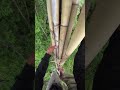 climb through dry bamboo #ayisupriatnamadu #honey #nature