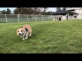 【誰にでも寄って行くコーギー へっぴり腰なミニチュアダックスフント】 Corgi MiniatureDachshund コーギー ダックス