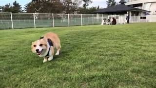 【誰にでも寄って行くコーギー へっぴり腰なミニチュアダックスフント】 Corgi MiniatureDachshund コーギー ダックス