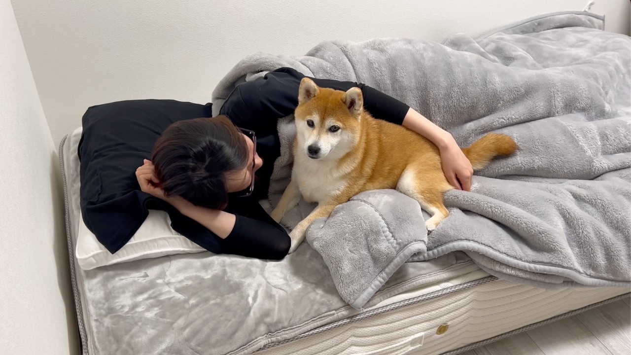 どこで寝るか迷って最後は一番安心できる場所を選んだ柴犬が尊い